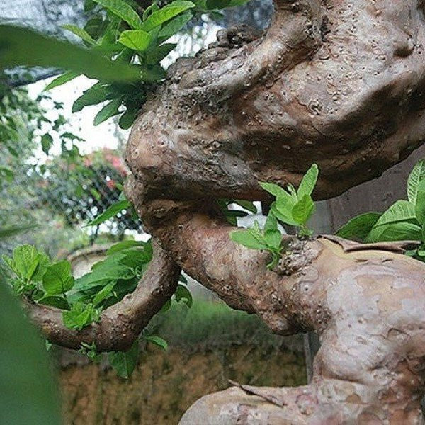 Thời điểm thị trường cây cảnh “sốt” giá, tác phẩm ổi bonsai từng được trả tới gần 900 triệu đồng nhưng chủ nhân không bán. Bởi đối với anh cây cảnh nghệ thuật thì giá vô cùng, anh mua cây về chơi, hoàn thiện nó chứ không có ý định bán. Ảnh: Người đưa tin