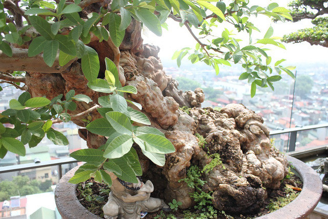 Đặc biệt, cây có dáng rất lạ, tự nhiên và không hề qua bàn tay chỉnh sửa của con người. Ảnh: Dân tri