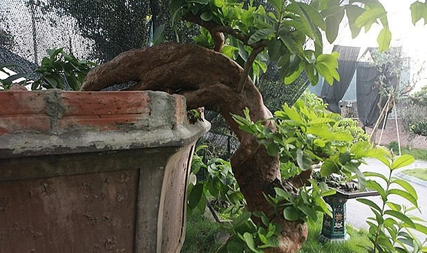 Đoạn chuyển (đường trườn) của tác phẩm ổi bonsai từ gốc xuống bên dưới hoàn toàn tự nhiên. Ảnh: Thuonghieusanpham