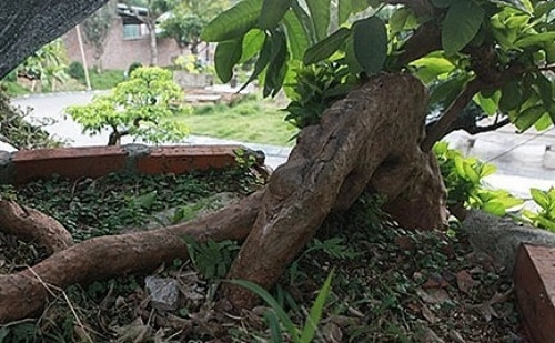 3 rễ cây lớn nổi trên mặt đất toát lên vẻ cổ kính. Ảnh: Thuonghieusanpham