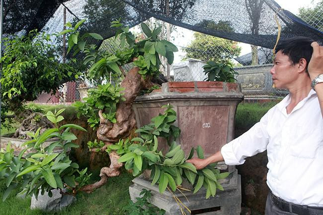 Giới chơi ổi cảnh từng xôn xao trước siêu phẩm ổi bonsai dáng “thác đổ” được coi là đẹp nhất Việt Nam. Tác phẩm thuộc sở hữu của anh Bùi Đức Dũng (TP. Việt Trì, Phú Thọ). Ảnh: Dân Việt