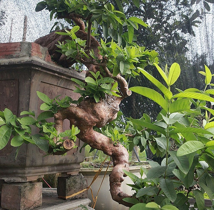 Điểm đặc biệt của cây ổi là “mọc ngược” và u cục rất lớn. Điều mà nhiều cây ổi có thể có tuổi đời cao hơn nhưng cũng không đó. Ảnh: Người đưa tin
