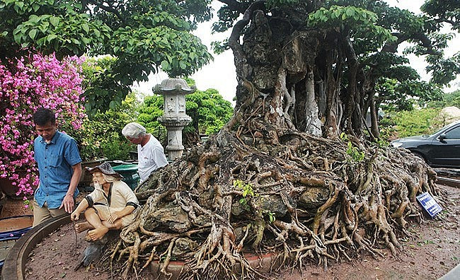 Sanh cổ "Cửu long tranh châu" trồng trong chậu có bộ rễ với chu vi 9,1m; dài 3,7m; ngang 2m và cao 1,9m; riêng chiều cao bộ rễ là 0,55m. Ảnh: Thuonghieusanpham