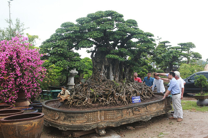 Thị trường cây cảnh Việt từng "dậy sóng" sự xuất hiện của siêu phẩm "Cửu long tranh châu". Tác phẩm thuộc dòng cây sanh cổ lá móng xuất hiện lần đầu tiên tại Triển lãm tại Triển lãm Sinh Vật Cảnh Việt Nam chào mừng Đại lễ 1000 năm Thăng Long Hà Nội. Ảnh; Suckhoedoisong
