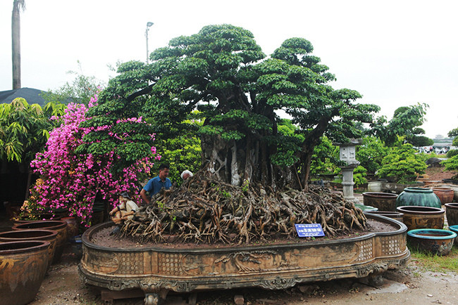 Tuy nhiên, khi mang ra triển lãm người ta thực sự nhận ra tuổi đời của nó không chỉ có thế. Theo những nhà sưu tập danh tiếng của đất bắc thì "Cửu long tranh châu" đã được nhiều nhà sưu tập quan tâm tìm kiếm suốt nhiều năm nay. Ảnh: Dân Việt