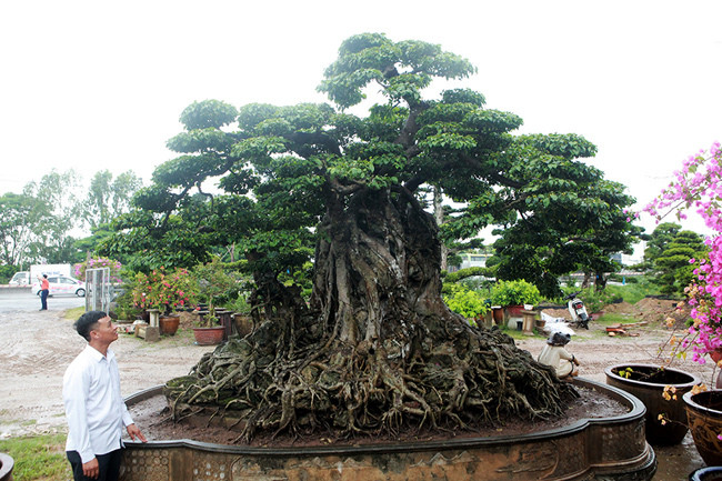 "Cửu long tranh châu" nghĩa là 9 con rồng tranh nhau một viên ngọc. Sanh lá móng là một loại sanh quý với nhiều ưu điểm như lá đẹp, mau dăm, thân u ục nần nù, quanh năm ra lộc và lộc có màu rất đẹp... Ảnh: Người đưa tin