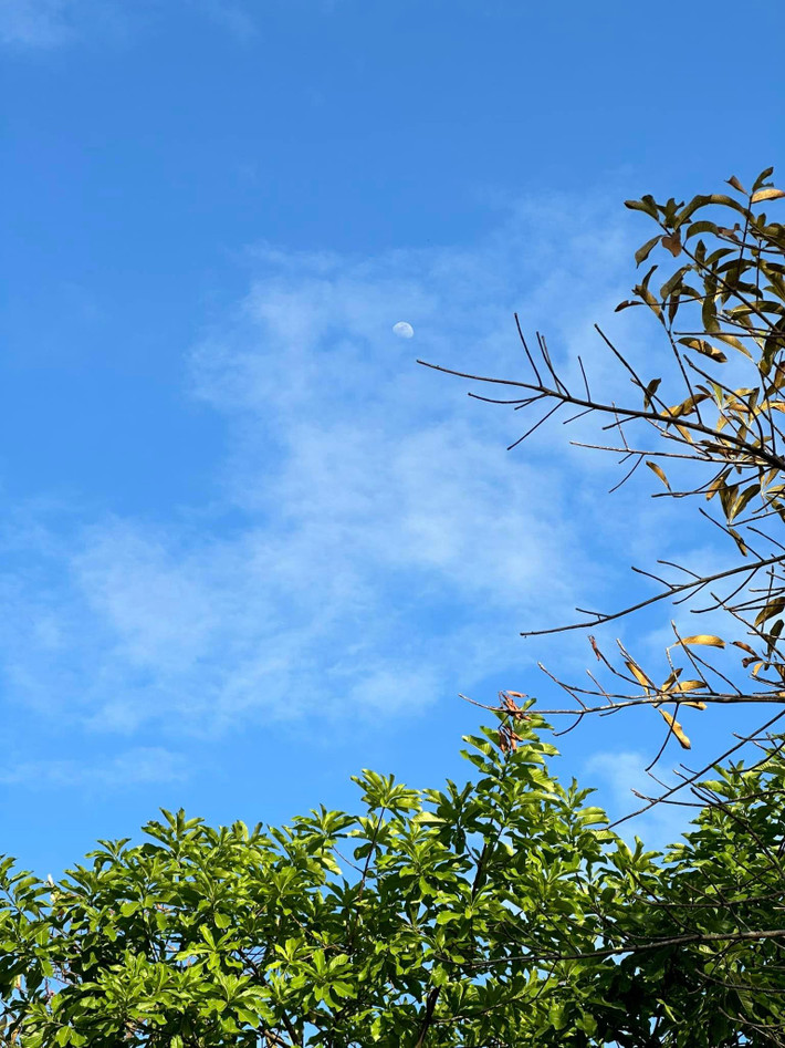 Người hâm mộ cho rằng khu vườn chính là nơi lý tưởng để nữ ca sĩ hoà mình với thiên nhiên, lấy cảm hứng trong âm nhạc.