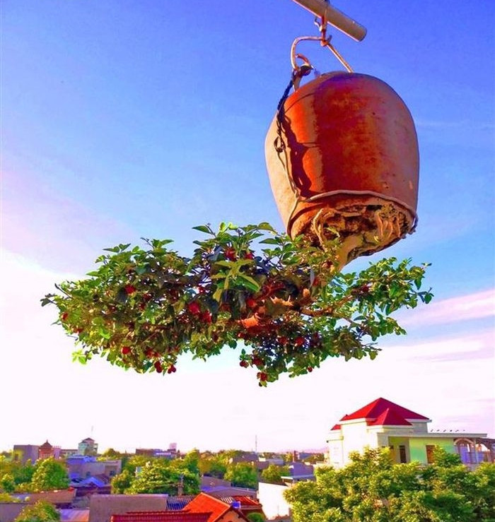 Cuối năm 2020, ông Lê Thạnh được Tổ chức Kỷ lục Việt Nam trao bằng kỷ lục dành cho "Người tạo tác các tác phẩm Bonsai ngược nhiều nhất Việt Nam". Ảnh: VTCNews