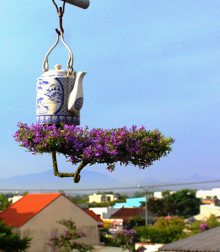 Để xác lập kỷ lục trên, ông Lê Thạnh sở hữu hơn 100 cây bonsai mọc ngược với đủ các loại như: linh sam, lộc vừng, mai vàng, kim quýt...Ảnh: Dân Việt