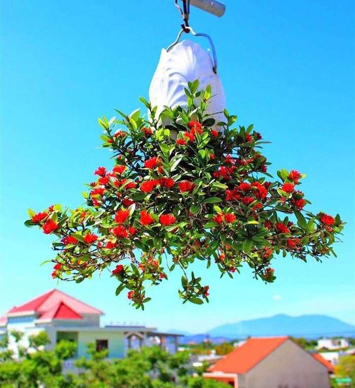 Ông phải kỳ công tạo ra khoảng trống vừa ôm sát thân cây để giữ được đất, vừa theo dõi cây lớn từng ngày để khoét khoảng trống rộng hơn theo kích cỡ thân cây. Ảnh: VTCNews