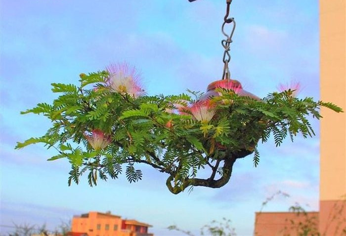 Nhiều người trả chục, trăm triệu một cây, nhưng ông không bán vì sợ họ mua theo giá trị chứ không “yêu cây như yêu con”. Ảnh: VTCNews