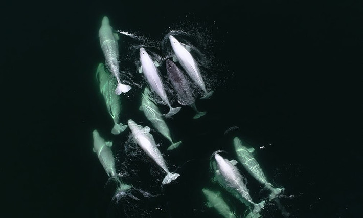 Một con kỳ lân biển bơi cùng đàn cá voi beluga trên sông Saint Lawrence ở Canada. (Nguồn Guardian)