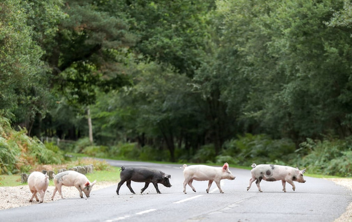 Lợn di chuyển qua đường gần Burley ở Hampshire, Anh. (Nguồn Guardian)