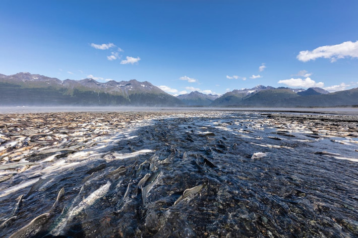 Cá hồi bị mắc cạn khi thủy triều xuống thấp dọc dòng suối ở Valdez, Alaska, Mỹ. (Nguồn Guardian)