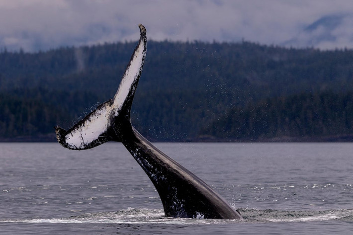 Cá voi lưng gù lao lên khỏi mặt nước gần bán đảo Broughton, British Columbia, Canada. (Nguồn Guardian)
