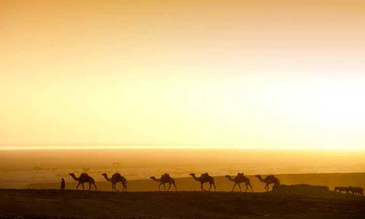 Đàn lạc đà di chuyển lúc bình minh trên sa mạc Danakil ở Ahmed Ela, Ethiopia. (Nguồn Guardian)