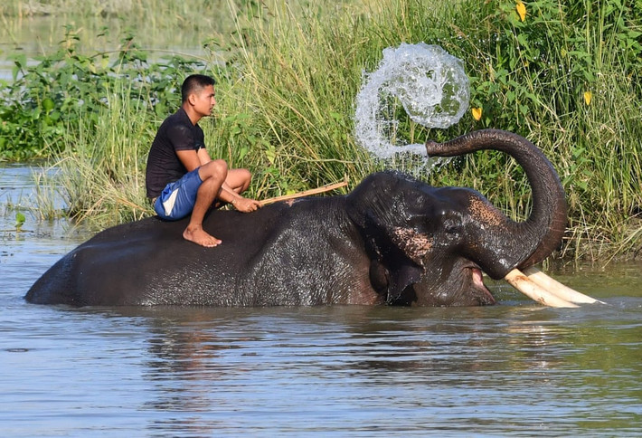 Quản tượng ngồi trên lưng voi trong khu bảo tồn động vật hoang dã Pobitora, Ấn Độ. (Nguồn Guardian)