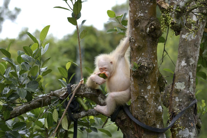 Đười ươi bạch tạng ăn dưa hấu tại trung tâm cứu hộ động vật ở Kalimantan, Indonesia. (Theo Guardian)