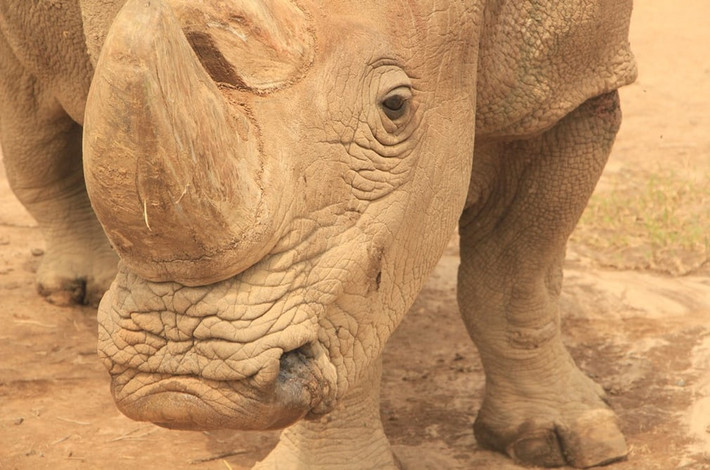 Tê giác một sừng trong trong khu bảo tồn động vật hoang dã Ol Pejeta ở Kenya. (Theo Guardian)