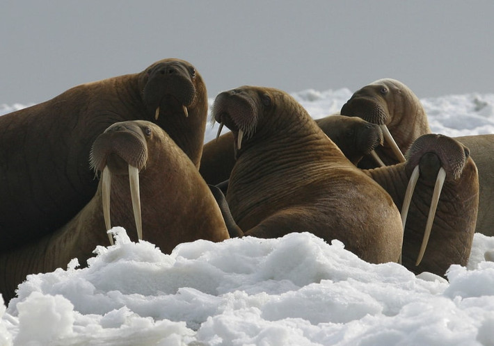 Hải mã nằm nghỉ ngơi trên băng ở Alaska, Mỹ. (Theo Guardian)