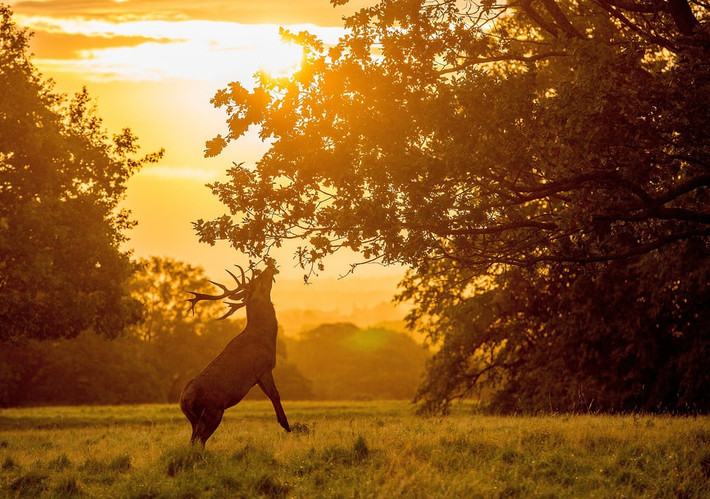 Hươu đứng bằng hai chân với lá cây lúc sáng sớm ở Ripon, North Yorkshire, Anh. (Theo Guardian)