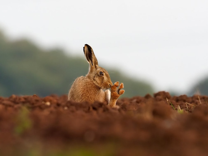 Thỏ nâu châu Âu ngồi nghỉ trên bãi đất trống ở Warwickshire, Anh. (Theo Guardian)