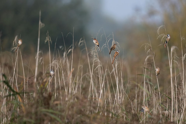 Chim sẻ ngô đậu trên cây cỏ ở vùng Norfolk, Anh quốc. (Theo Guardian)