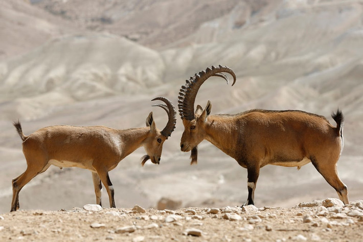 Hai con dê núi Nubian quyết chiến trong vườn quốc gia Ben Gurion ở Sde Boker, Negev, Israel. (Theo Guardian)