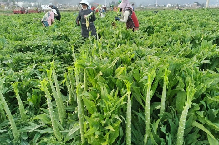 Rau tiến vua được cho là xuất phát từ tỉnh Giang Tô (Trung Quốc). Tại Việt Nam, rau tiến vua trồng tại các địa phương giáp biển như Nam Định, Thanh Hóa, Nghệ An, Hà Tĩnh... Ảnh: Tổ quốc