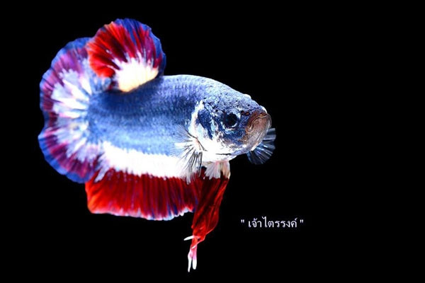 Chuchat Lekdeangyu cho biết số tiền rất lớn nhưng thực sự đáng giá. Anh đã đặt tên cho con cá này là “Tri-color” bằng tiếng Thái. Ảnh: Bangkok Post