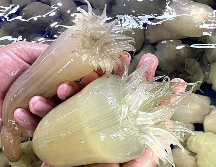 Những năm trước giá rum biển tươi dao động từ 180.000 - 200.000 đồng/kg. Nhưng năm nay, mới vào mùa nên rum biển được rao bán tới 500.000 - 600.000 đồng/kg. Ảnh: Vietnamnet
