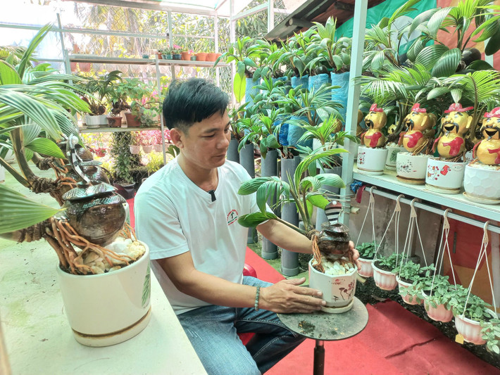 Những chậu dừa bonsai cao khoảng 40 cm. Ảnh: FB Dừa Bonsai Thanh Tùng