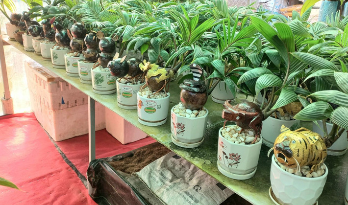Anh Tùng dự kiến, bonsai dừa hình rắn sẽ là sản phẩm "làm mưa làm gió", thu hút đông đảo người dân mua về chơi Tết Ất Tỵ 2025. Ảnh: FB Dừa Bonsai Thanh Tùng