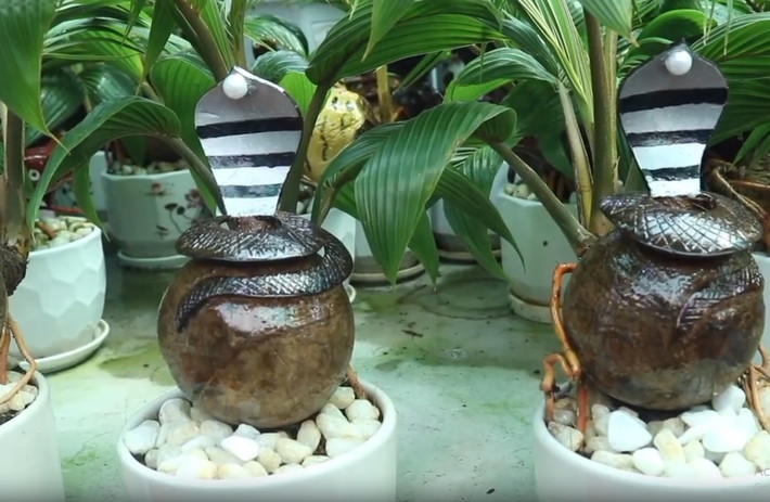 Linh vật rắn cũng được làm từ gáo dừa khô. Toàn thân rắn uốn cong mềm mại, ôm phần gáo bonsai. Ảnh: SGTT