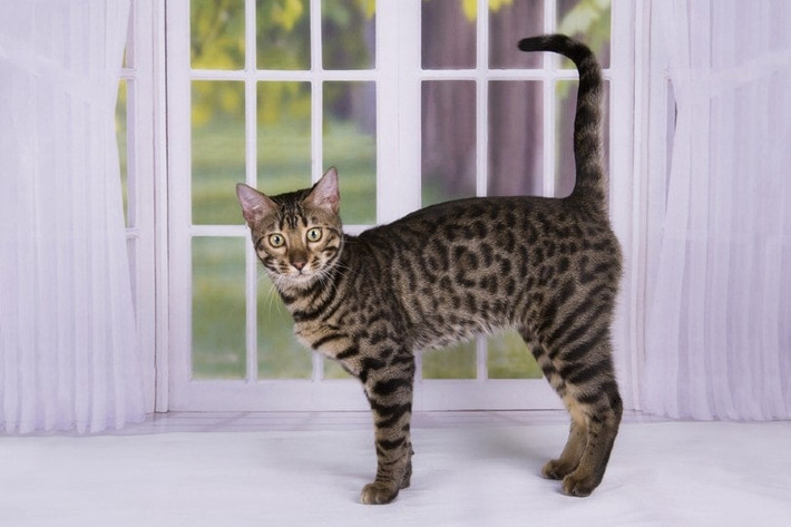 Giống như một con báo nhỏ, mèo Savannah có thể có giá lên đến 20.000 USD cho một phả hệ được đánh giá cao. Trông giống như một con mèo hoang, nhưng đây là giống lai được tạo ra từ việc lai giữa mèo Xiêm với mèo Serval hoang dã. Ảnh: Pngovet