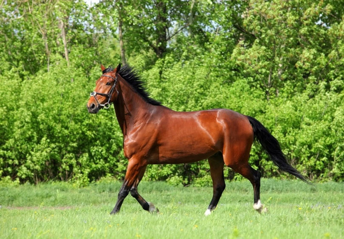 Dù được mua với giá 4 USD lúc một tuổi, nhưng Fusaichi Pegasus đã được bán với giá 70 triệu USD (hơn 1.600 tỷ VND) vào năm 2000 sau khi giành chiến thắng tại Kentucky Derby. Ngựa đua thuần chủng là giống ngựa được đánh giá cao và đắt nhất, nhưng Fusaichi Pegasus đã lập kỷ lục là vật nuôi đắt nhất. Ảnh: Pngovet
