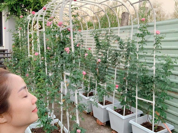 Ốc Thanh Vân đặc biệt ưa thích các giống hồng ngoại vì có mùi thơm và hình thức đẹp. Ảnh: FB Ốc Thanh Vân