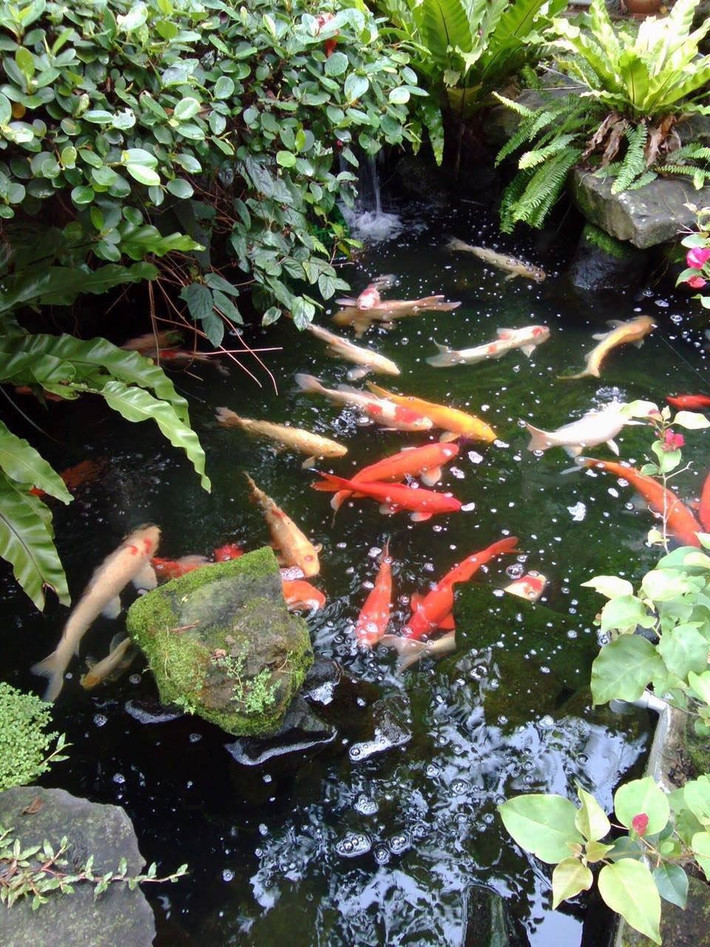 Hồ cá trong khuôn viên dinh thự. Ảnh: Sohu