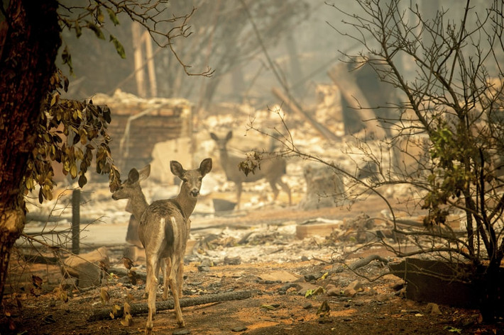 Hươu đi qua một ngôi nhà bị phá hủy sau cháy rừng ở thành phố Paradise, bang California, Mỹ. (Nguồn Guardian)