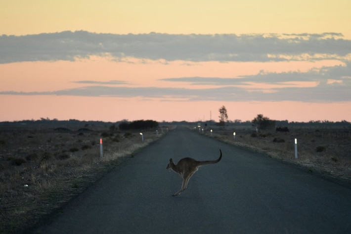 Chuột túi nhảy qua đường bên ngoài thị trấn Booligal ở New South Wales, Australia. (Nguồn Guardian)