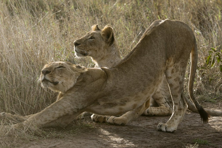 Cặp sư tử cái nghỉ ngơi trong vườn quốc gia Nairobi ở Kenya. (Nguồn Guardian)