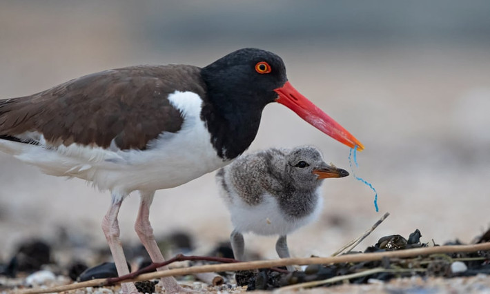 Chim mò sò cho con ăn dây ni lông vì nhầm là thức ăn trên bãi biển Bradley Beach, New Jersey, Mỹ. (Nguồn Guardian)