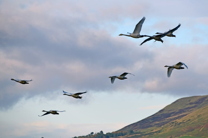 Thiên nga di cư tránh mùa đông tại khu bảo tồn Loch Leven ở Iceland. (Nguồn Guardian)