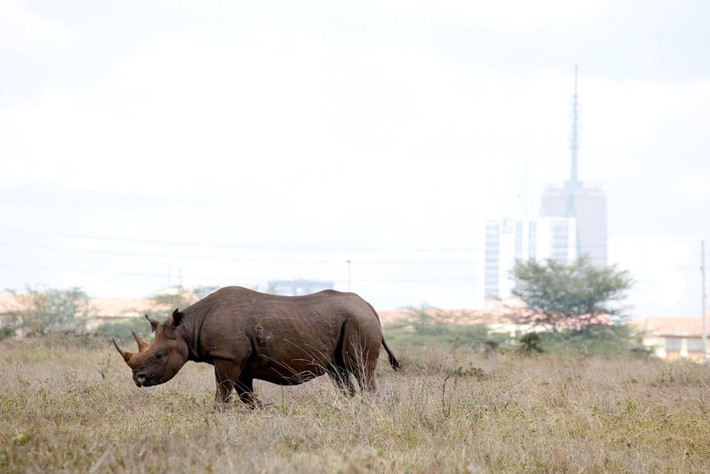 Tê giác đen đi qua vườn quốc gia Nairobi ở Kenya (Nguồn Guardian)