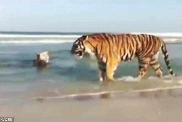 Chuyên gia Reza Khan của vườn thú Dubai nói với phương tiện truyền thông rằng các nhà chức trách không nhân được báo cáo về hổ xuất hiện trên bãi biển trong một tuần vừa qua.
