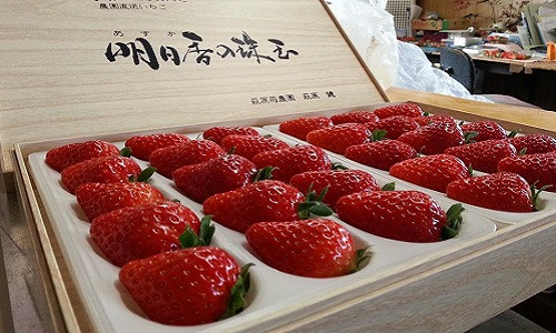 Những trái dâu tây Kotoka được thu hoạch, đóng gói cẩn thận và thường cung cấp cho các nhà hàng sang trọng. Ảnh: FB Kazuya Ikegami.