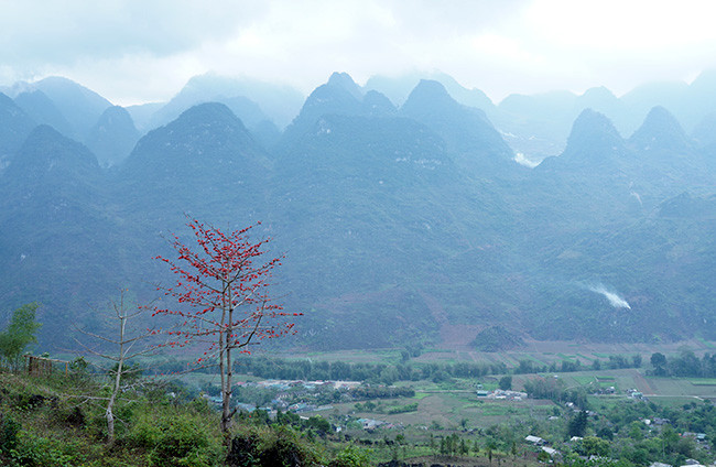 Cây gạo đỏ rực bên những ngọn núi cao sừng sững ở huyện Quản Bạ (Hà Giang). Vào đầu tháng 4, đi dọc quốc lộ 4B qua các huyện Yên Minh, Quản Bạ, Đồng Văn... hình ảnh hoa gạo nở bên lưng chừng núi đá xuất hiện rất nhiều.