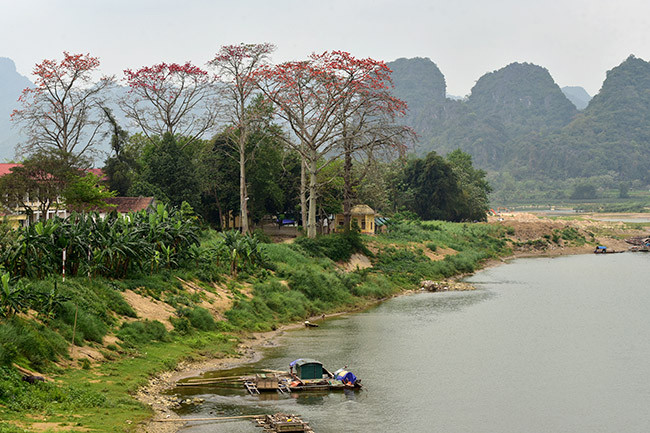Cây gạo còn có tên gọi khác Mộc Miên hay Hồng Miên. Hoa gạo có màu đỏ, thường nở vào cuối tháng 3, đầu tháng 4. Trong ảnh, hàng cây hoa gạo nở rộ tại cửa Hà - sông Mã (huyện Cẩm Thủy, Thanh Hóa).
