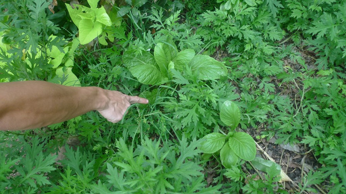 Ngải cứu tốt um.