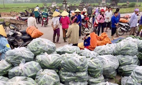 Cách đây khoảng 1 tháng, giá dưa chuột dao động từ 7.000 - 10.000 đồng thì nay chỉ còn 4.000 - 5.000 đồng/kg, thậm chí 1.000 - 1.500 đồng/kg. Ảnh: FB Hai hong 24h.